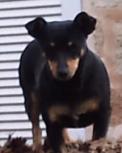 ¡"Pita" se ha perdido!!